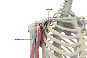 Shoulder Anatomy